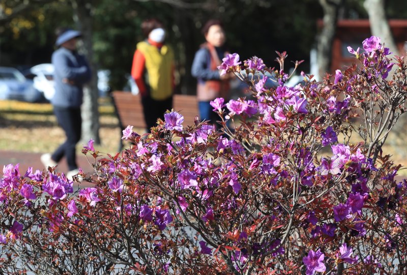 [제주=뉴시스] 우장호 기자 = 낮 기온이 20도를 웃도는 등 포근한 날씨를 보이는 8일 오후 제주대학교 교정에 봄꽃인 철쭉이 활짝 피어나 이색 정취를 자아내고 있다. 2023.12.08. woo1223@newsis.com