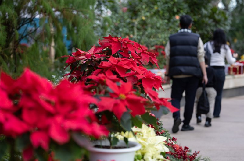 10일 오전 서울 강서구 서울식물원을 찾은 시민들이 크리스마스 분위기로 조성된 다양한 식물을 살펴보고 있다. 2023.12.10/뉴스1 ⓒ News1 이재명 기자