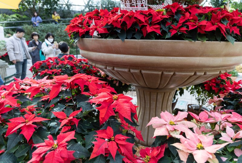 10일 오전 서울 강서구 서울식물원을 찾은 시민들이 크리스마스 분위기로 조성된 다양한 식물을 살펴보고 있다. 2023.12.10/뉴스1 ⓒ News1 이재명 기자