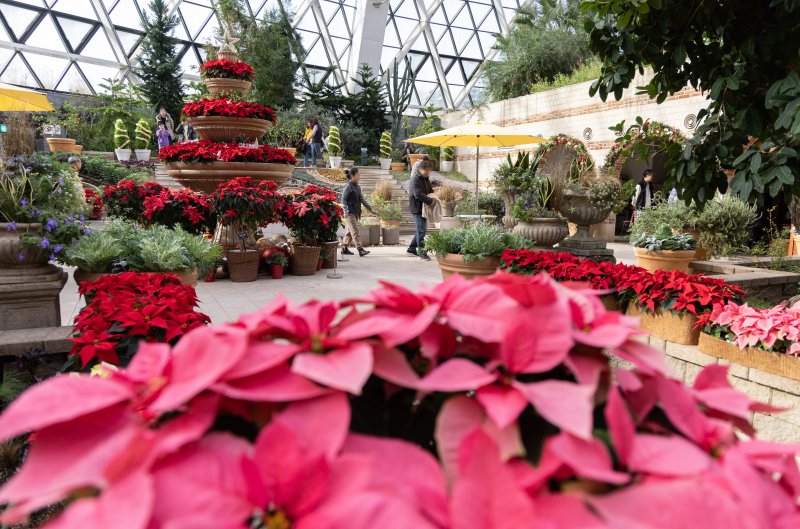 10일 오전 서울 강서구 서울식물원을 찾은 시민들이 크리스마스 분위기로 조성된 다양한 식물을 살펴보고 있다. 2023.12.10/뉴스1 ⓒ News1 이재명 기자