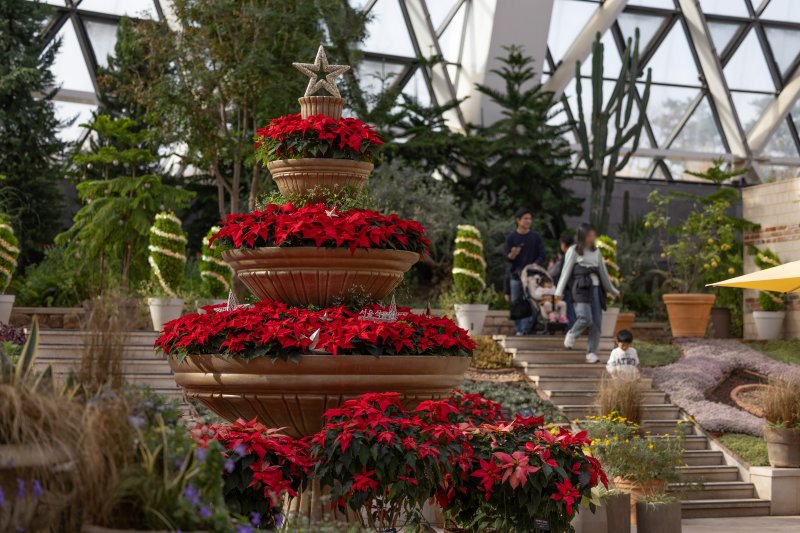 10일 오전 서울 강서구 서울식물원을 찾은 시민들이 크리스마스 분위기로 조성된 다양한 식물을 살펴보고 있다. 2023.12.10/뉴스1 ⓒ News1 이재명 기자