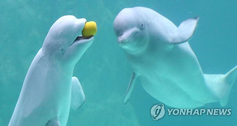 흰고래 벨루가 [연합뉴스 자료]