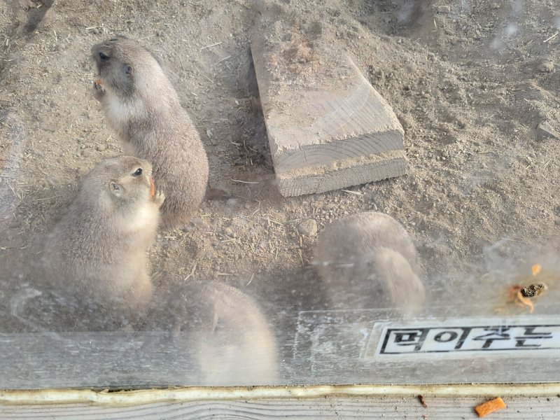 13일 한 방문객이 주는 먹이를 먹고 있는 프레리도그. 2023.12.13/뉴스1 ⓒ News1 이성덕 기자