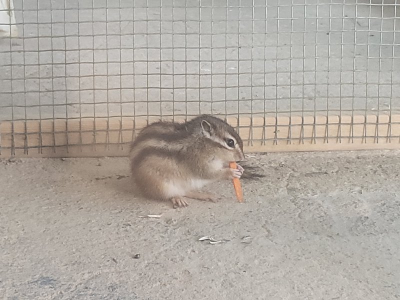 13일 한 방문객이 주는 먹이를 먹고 있는 다람쥐. 2023.12.13/뉴스1 ⓒ News1 이성덕 기자