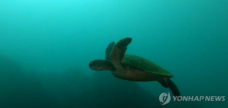 제주 바다 평화롭게 유영하는 멸종위기 푸른바다거북 확인 - 파이낸셜뉴스