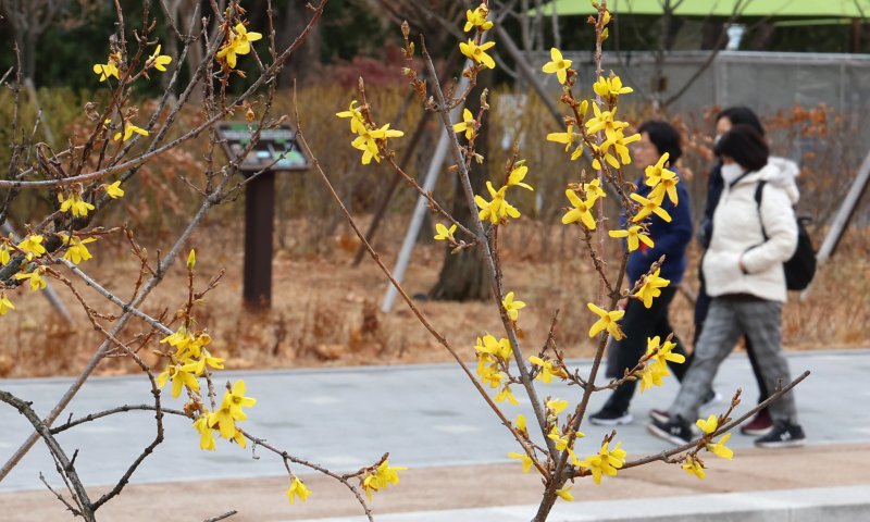 [서울=뉴시스] 이영환 기자 = 따뜻한 날씨가 이어지고 있는 13일 서울 여의도 국회 소통관 인근에 개나리가 피어 있다. 2023.12.13. 20hwan@newsis.com