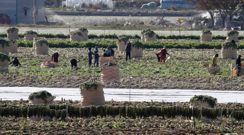 정부가 18일 전부처 합동으로 지역소멸 대응책을 발표했다. 사진은 경북 고령군 개진면 들녘에서 농민과 외국인 계절근로자들이 단무지용 무를 수확하는 모습. /사진=뉴스1