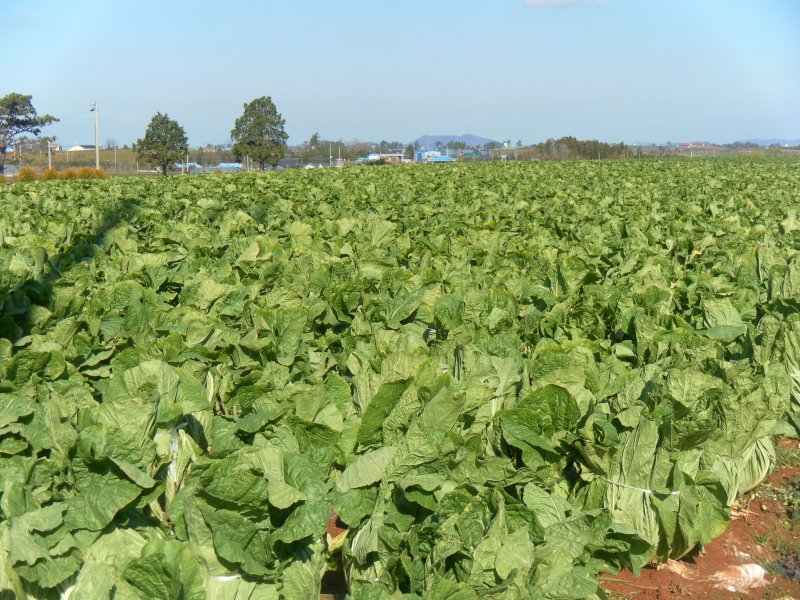 작황 불황에 가을배추 생산량 감소...가을무·콩은 전년比 8%↑