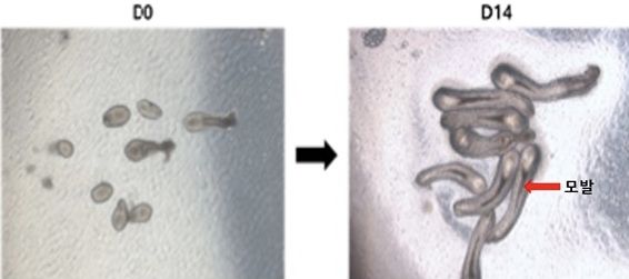 인간 모낭 오가노이드 현미경 사진 분리 직후(왼쪽), 배양 14일 후(오른쪽). 사진=강스템바이오텍