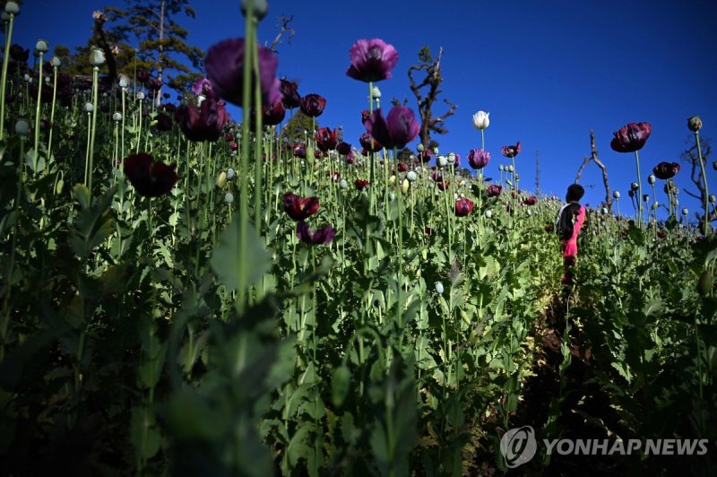 미얀마 샨주의 양귀비밭 (FILES) This photo taken on February 3, 2019 shows a farmer working at an illegal poppy field in Hopong, Myanmar Shan State. Myanmar is now the world's biggest producer of opium, overtaking Afghanistan after the Taliban crackdown on the trade, according to a United Nations report releas