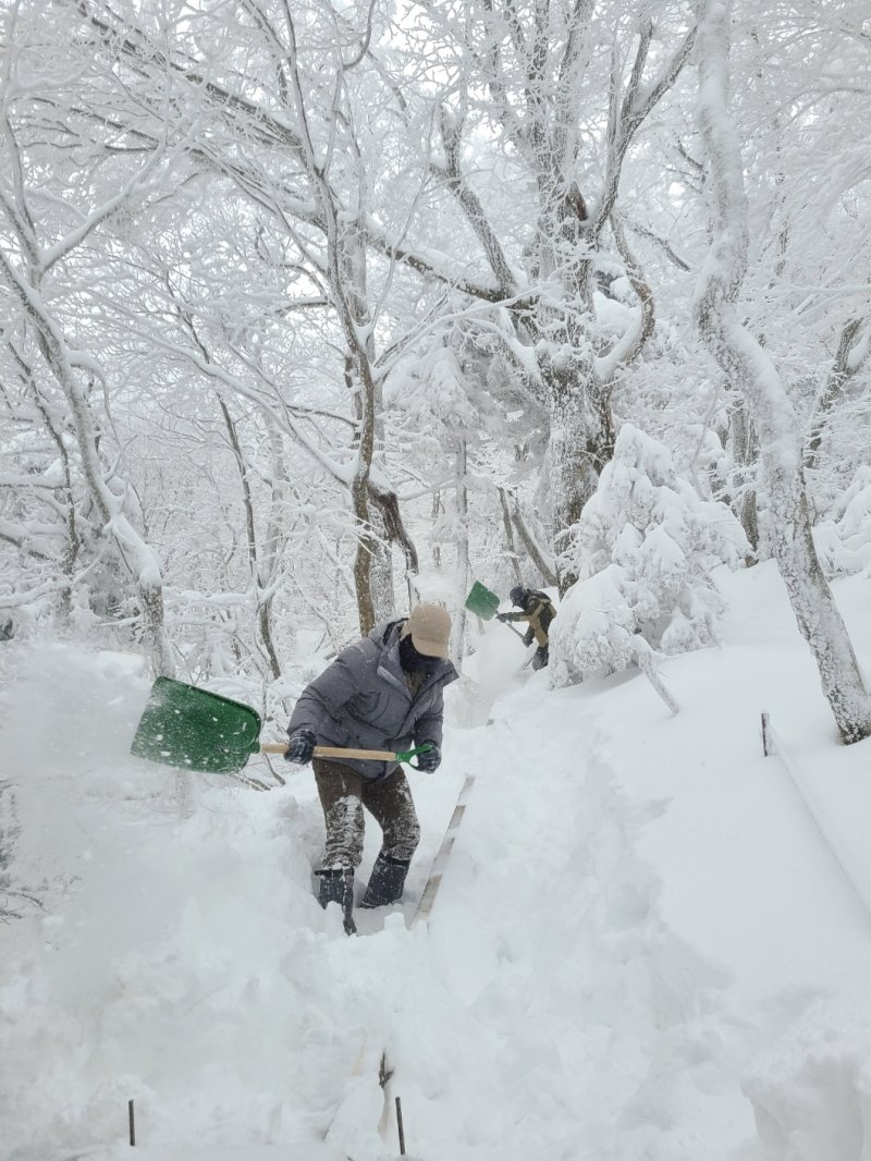 지난 22일 한라산국립공원 관계자들이 쌓인 눈을 삽으로 퍼내고 있다(제주도 제공)