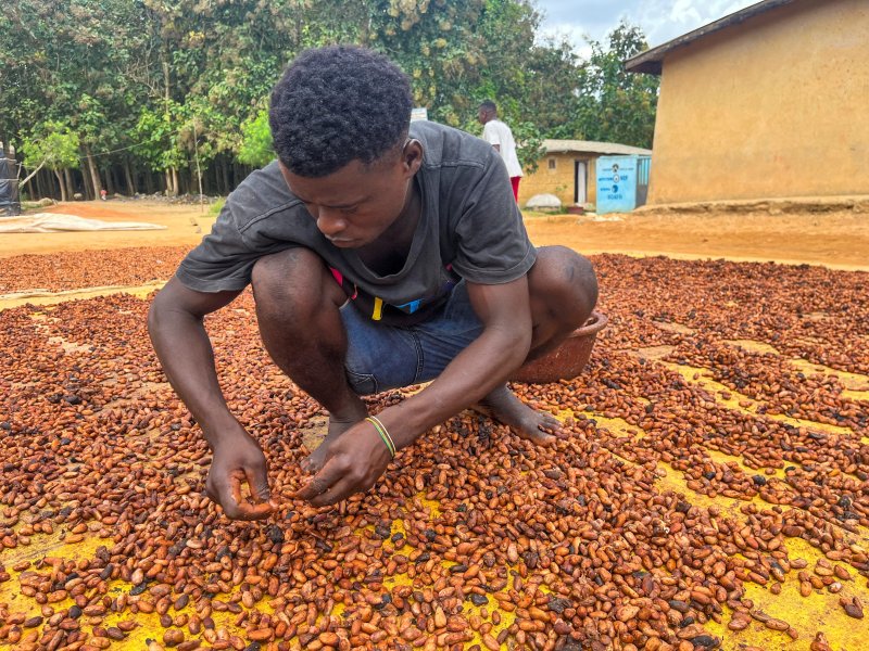지난해 10월 2일 서아프리카 코트디부아르 달로아에서 한 지역 농부가 코코아 콩을 말리고 있다.로이터뉴스1