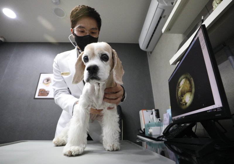 신영대 의원 '동물 진료거부 금지 의무자 확대법' 대표 발의