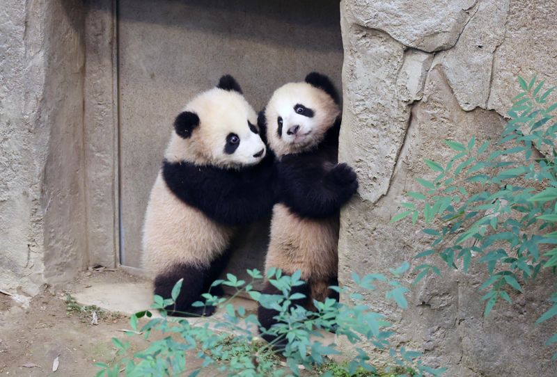 3일 경기 용인시 에버랜드 판다월드 방사장에서 쌍둥이 판다 ‘루이바오(睿寶)’와 ‘후이바오(輝寶)’ 언론에 공개되고 있다. 에버랜드는 오는 4일부터 쌍둥이 판다 루이바오와 후이바오를 일반에 공개한다. 사진=박범준 기자