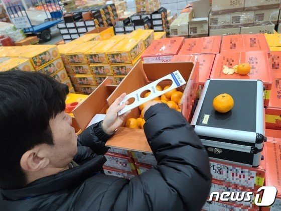 제주자치경찰이 도매시장에 출하된 감귤의 규격을 살펴보고 있다.(제주자치경찰단 제공)