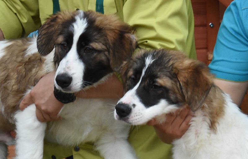 [대전=뉴시스]함형서 기자 = 지난 2017년 5월24일 오전 대전 중구 대전오월드에서 체세포와 난자 융합방식으로 복제에 성공해 300년만에 태어난 얼룩 삽살개인 첫째와 둘째가 공개되고 있다.조선 영조때 궁중화가였던 김두량이 그린 그림속의 얼룩 삽살개를 충남대학교 김민규 교수팀이 생명공학의 힘으로 복제했다. 2017.05.24.foodwork23@newsis.com