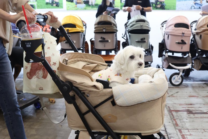 지난해 5월 19일 경기도 고양시 킨텍스에서 열린 2023 메가주(MEGA ZOO) 펫 산업 박람회에서 방문객이 강아지를 유모차에 태운 채 반려동물 유모차 앞을 지나고 있다.