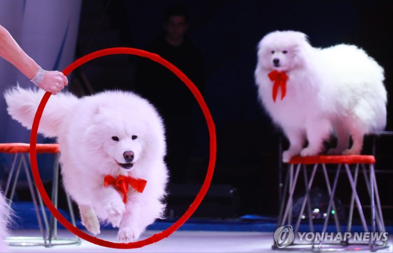 러시아 서커스 공연 RUSSIA, IVANOVO - DECEMBER 30, 2023: Samoyed dogs perform during a show of the Iceberg ice circus at the Ivanovo State Circus. Vladimir Smirnov/TASS