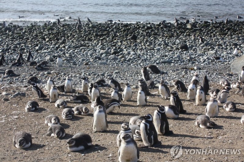 마젤란 펭귄 칠레 마그달레나 섬의 마젤란 펭귄 [촬영 고미혜]