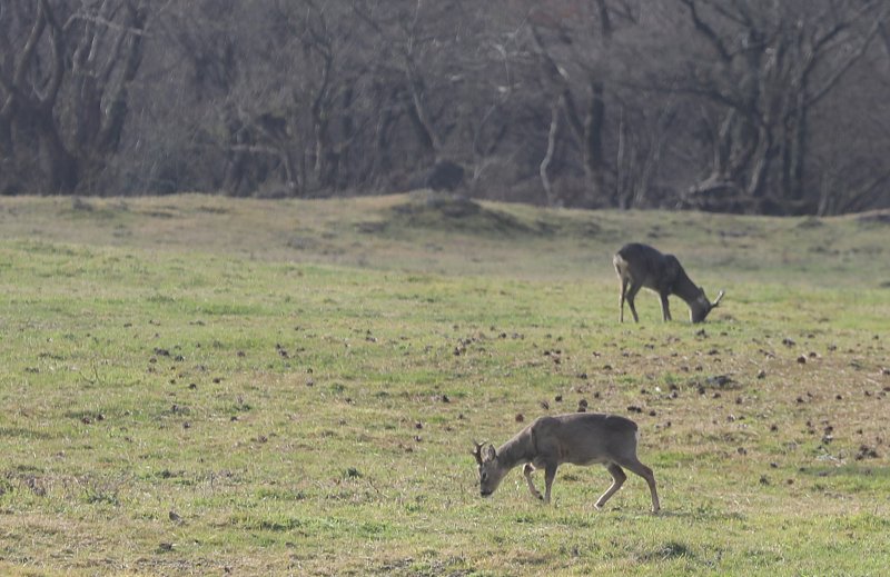 작년 11월26일 한라산 노루가 제주 5·16도로 인근 마방목지에서 풀을 뜯고 있다. 2023.11.26/뉴스1 ⓒ News1 고동명 기자