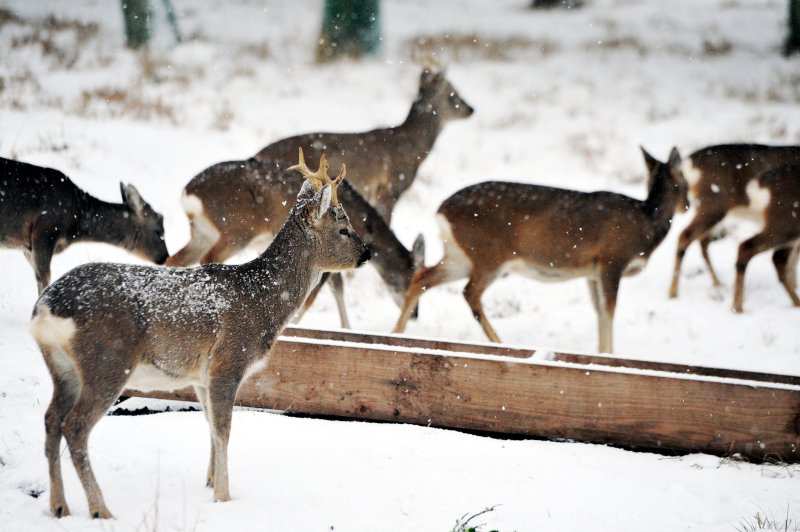 제주 노루생태관찰원에서 노루가 눈 쌓인 들판을 거닐고 있다.2015.12.17/뉴스1 ⓒ News1 이석형 기자