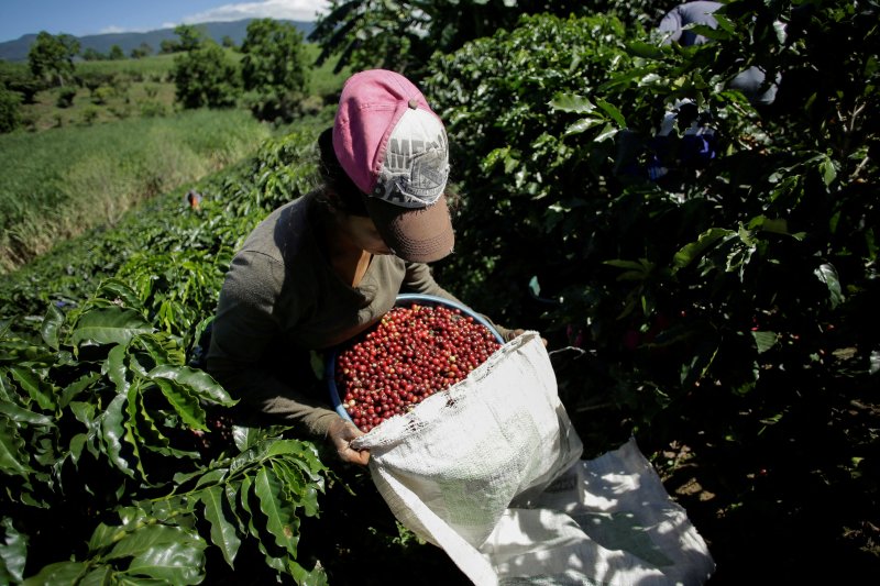 지난 2020년 1월9일(현지시간) 코스타리카 그레시아의 한 커피 농장에서 농민가 커피 열매를 수확하고 있다.로이터뉴스1