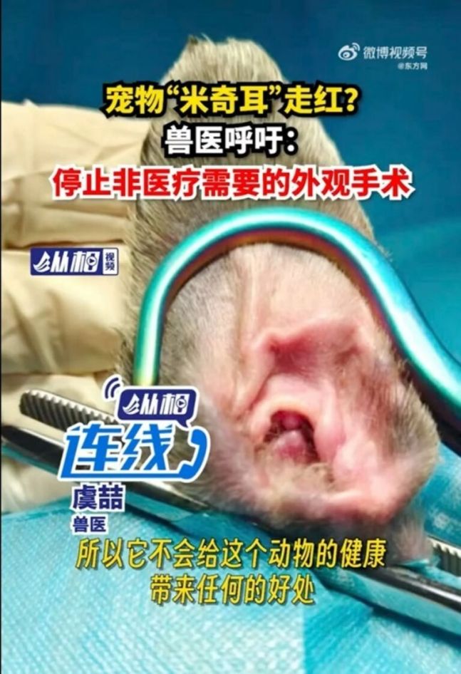중국의 한 반려동물 관련 업체가 '미키마우스 귀 수술'을 홍보하는 전단. /사진=웨이보 캡처