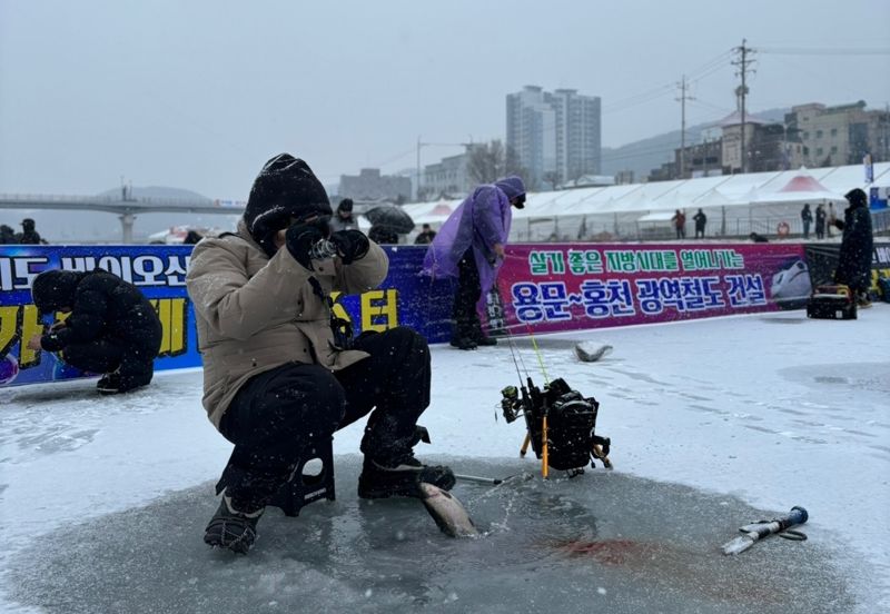 제12회 홍천강 꽁꽁축제의 메인 프로그램인 얼음낚시터가 9일부터 정상 운영되고 있는 가운데 한 강태공이 얼음 낚시로 송어를 끌어올리고 있다. 홍천군 제공