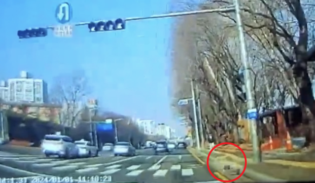 목줄을 하지 않은 강아지가 갑자기 도로로 뛰어들고 있다./ 사진=온라인 커뮤니티 '보배드림'