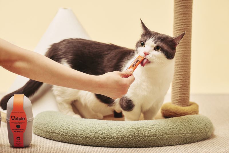 고양이에게 반려묘 맞춤형 영양제를 먹이고 있다. 동아제약 제공.