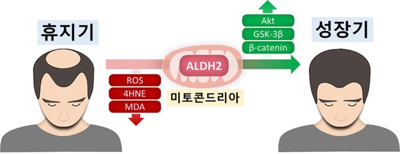 ALDH2 활성화 통해 산화 스트레스 감소를 감소시키고 베타카테닌을 증가시킴으로써 모낭을 성장기로 회복시킬 수 있다. 서울대병원 제공