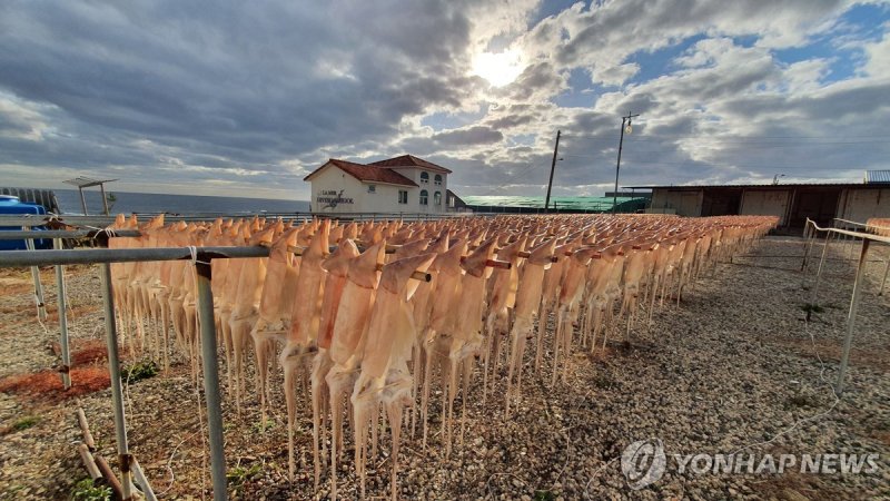 해수부, 오징어 해외 대체어장 찾는다...케냐 등 중점 조사