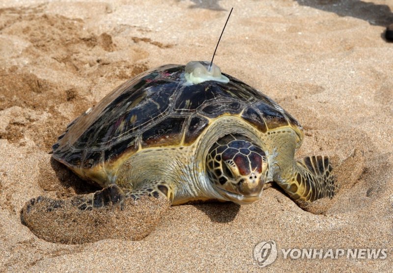 [다시! 제주문화] (76)바다거북과 인간 함께 사는 공존의 길은? - 파이낸셜뉴스