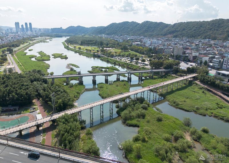 국내 최초로 유네스코 생태수문학 시범유역(UNESCO Ecohydrology Demonstration Site)으로 선정 울산 태화강은 지난 2005년 태화강종합계획에 따라 10년간에 걸쳐 수질 및 환경 되살기 사업을 벌였고 이후 5급수 수질이 연어가 돌아오는 1급로 변모했다. 울산시 제공