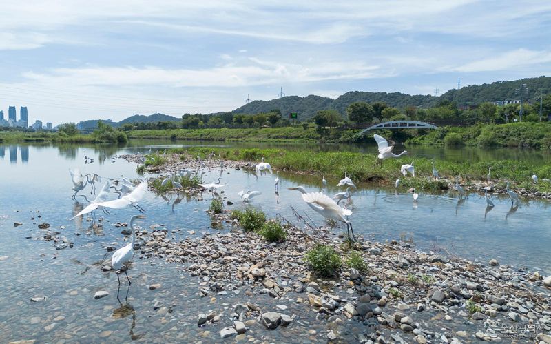 울산 태화강은 ‘동아시아-대양주 철새이동경로 파트너십(EAAFP)’의 국제철새이동경로 사이트에 등재된 곳이다. 태화강 중류에서 먹이 활동 중인 백로와 왜가리. 울산시 제공