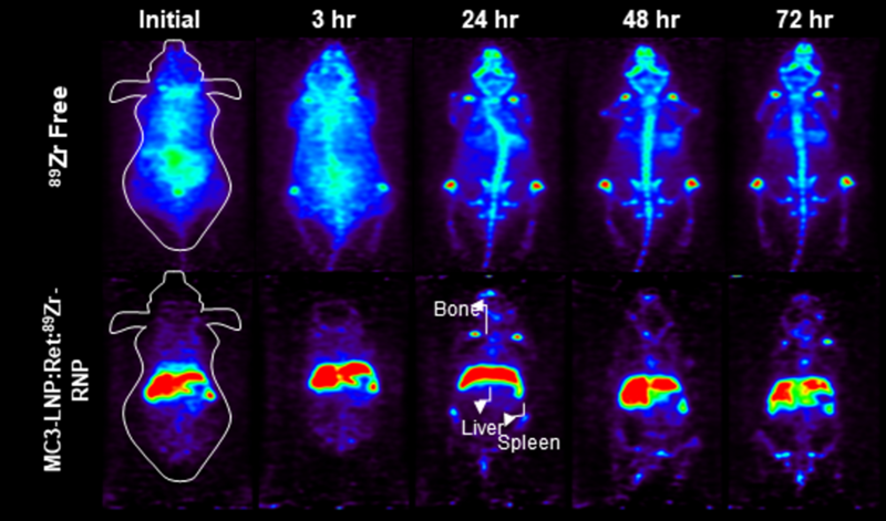 원자력연구원이 유전자 가위와 지르코늄-89를 결합한 바이오 소재를 간경화 질환이 있는 실험쥐에 투여해 PET로 촬영했다. 아랫줄 사진을 통해 새 바이오 소재가 실험쥐의 간 부위로 이동한 것을 알 수 있다. 원자력연구원 제공