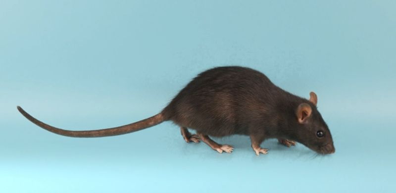 한국생명공학연구원 줄기세포연구센터 정초록 박사팀이 HSP 증상의 실험쥐에 유전자 치료 물질을 투여해 보행장애가 호전됐다. 생명공학연구원 제공