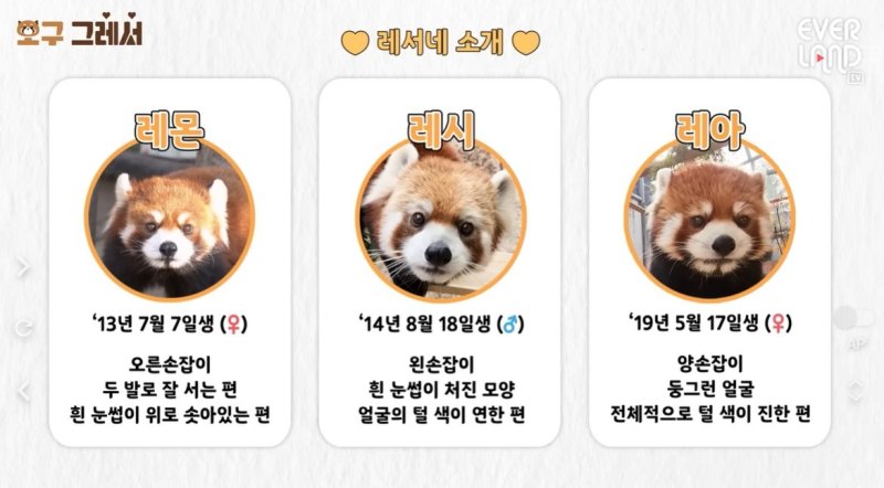에버랜드 판다월드 내에 살고 있는 레서판다인 레몬, 레시, 레아.(에버랜드 유튜브 갈무리)
