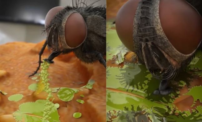 파리가 음식물 표면에 소화 효소 혼합물이 섞인 타액을 토해낸 후(왼쪽) 타액이 음식물을 분해하자 빨아들여 흡수하고 있다. 출처=유튜브 채널 ‘Zack D. Films’