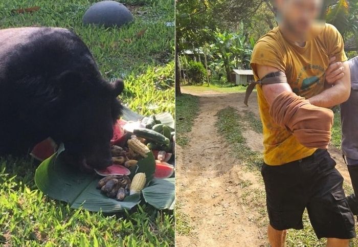 먹이를 주려다 반달가슴곰에 물린 자원 봉사자가 스스로 팔을 절단하고 탈출하는 일이 벌어졌다. /사진= 방콕포스트,매일경제