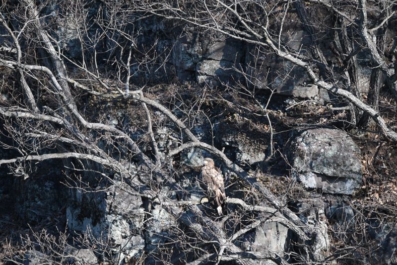 지난 1월 24일 울산 울주군 회야댐에서 촬영된 천연기념물 '참수리'가 마른 나무 사이에 몸을 숨긴 채 앉아 있다. 이 참수리는 어린 개체로 2마리가 함께 울산을 찾은 것으로 조사됐다. 울산시 제공