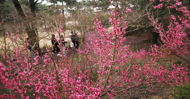 2일 오후 제주 서귀포시 남원읍 휴애리자연생활공원에 홍매화가 만개해 다가오는 봄 정취를 자아내고 있다. 2024.2.2/뉴스1 ⓒ News1 오현지 기자 /사진=뉴스1