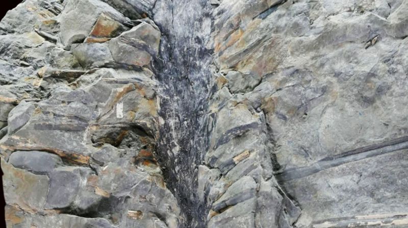 캐나다 동부 뉴브런즈윅의 채굴장에서 발견한 '산포디카울리스' 나무 화석은 가느다란 잎 하나의 길이가 1.75m에 달한다. 매튜 스팀슨 제공