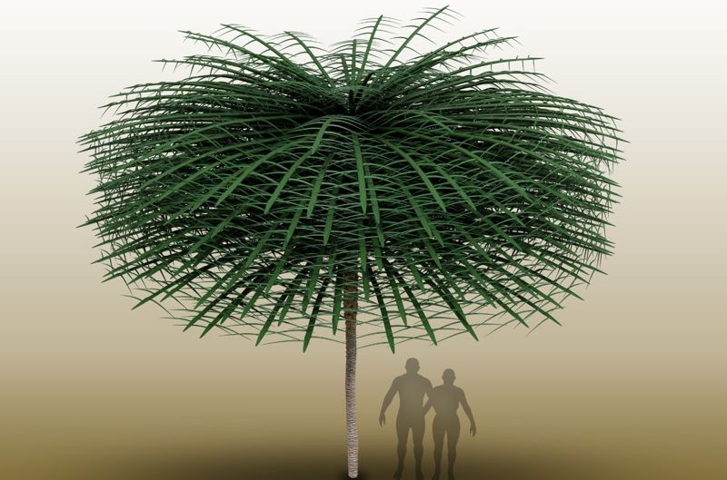 3억5000만년전에 지구상에 존재했던 나무 '산포디카울리스'는 나무 상단에 잎이 집중돼 있어 사람의 머리에 있는 머리카락처럼 잎이 있다. 사진은 화석을 분석해 만든 3D 이미지. 팀 스톤시퍼 제공