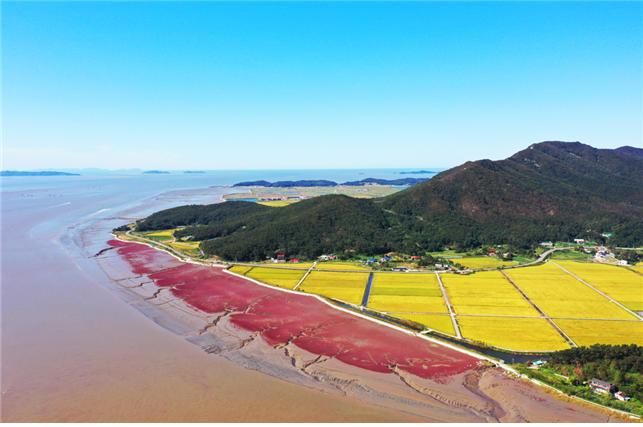 인천 강화 석모도에 칠면초로 붉게 물든 갯벌을 가까이서 볼 수 있는 칠면초 해안 산책길이 조성됐다. 인천시 제공.