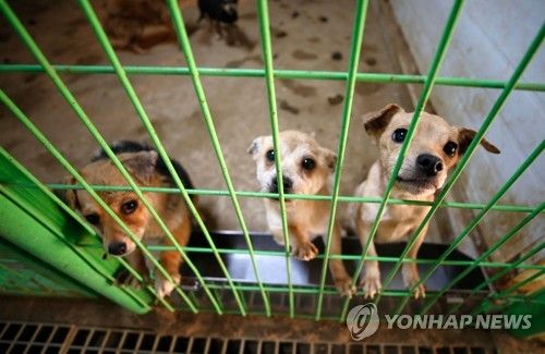 유기견. 자료사진. 사진은 기사와 무관함.