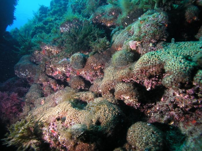 스페인 컬럼브레트 군도(Columbretes Islands) 근처 일라 그로사 만(Illa Grossa Bay)의 산호에서 화석연료 연소로 발생한 탄소 입자를 발견했다. 디에고 K. 커스팅 제공