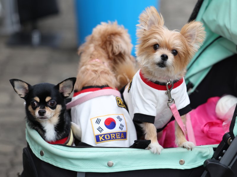 지난해 10월 서울 마포구 월드컵공원 평화광장에서 열린 서울 반려동물 한마당 축제에서 시민들과 반려동물들이 즐거운 시간을 보내고 있다. 뉴스1