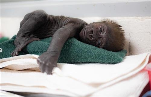 제왕절개 통해 태어난 아기 고릴라 자밀라 [fortworth zoo 인스타그램 캡처. 재판매 및 DB 금지]