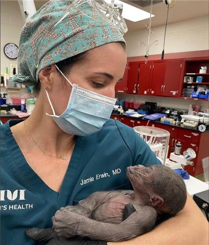 제왕절개 통해 태어난 아기 고릴라 자밀라 [fortworth zoo 인스타그램 캡처. 재판매 및 DB 금지]